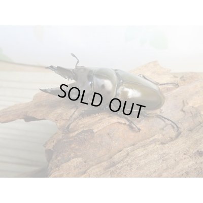 画像1: ☆美麗新成虫☆ババオウゴンオニクワガタ♂63ミリ♀44ミリペア販売！！