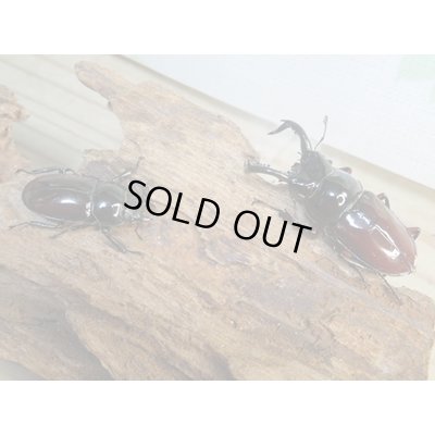 画像5: ☆美麗新成虫☆オーベルチュールクロツヤシカクワガタ♂50ミリ♀32ミリペア販売！！