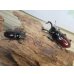 画像5: ☆美麗新成虫☆オーベルチュールクロツヤシカクワガタ♂50ミリ♀32ミリペア販売！！ (5)