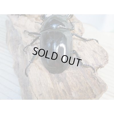 画像3: ☆新成虫☆タランドゥスオオツヤクワガタ♂75ミリ♀51ミリペア＋♀51ミリ計3頭トリオ販売！！