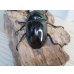 画像3: ☆新成虫☆タランドゥスオオツヤクワガタ♂75ミリ♀51ミリペア＋♀51ミリ計3頭トリオ販売！！ (3)