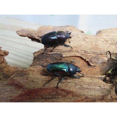 画像2: ☆新成虫no.2☆パプアキンイロクワガタ♂♀♀計3頭フリーサイズトリオ販売！！