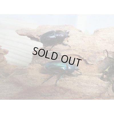 画像2: ☆新成虫no.2☆パプアキンイロクワガタ♂♀♀計3頭フリーサイズトリオ販売！！