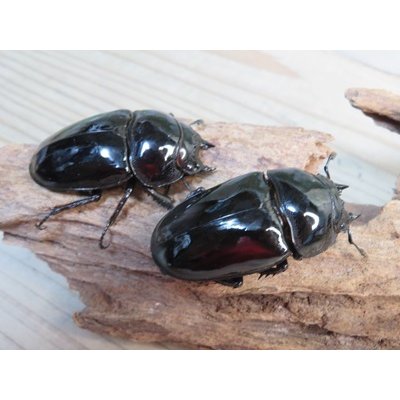 画像4: ☆新成虫☆タランドゥスオオツヤクワガタ♂75ミリ♀51ミリペア＋♀51ミリ計3頭トリオ販売！！