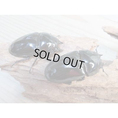 画像4: ☆新成虫☆タランドゥスオオツヤクワガタ♂75ミリ♀51ミリペア＋♀51ミリ計3頭トリオ販売！！