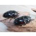 画像4: ☆新成虫☆タランドゥスオオツヤクワガタ♂75ミリ♀51ミリペア＋♀51ミリ計3頭トリオ販売！！ (4)