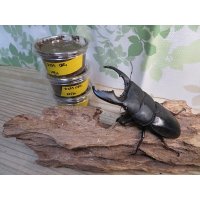 アチェ産！スマトラヒラタクワガタ初二令幼虫3頭セット販売！！