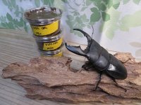 アチェ産！スマトラヒラタクワガタ初二令幼虫3頭セット販売！！