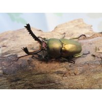 ☆新成虫no.3☆パプアキンイロクワガタ♂♀♀計3頭フリーサイズトリオ販売！！