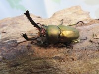 ☆新成虫no.3☆パプアキンイロクワガタ♂♀♀計3頭フリーサイズトリオ販売!!