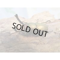 ☆新成虫no.3☆パプアキンイロクワガタ♂♀♀計3頭フリーサイズトリオ販売！！