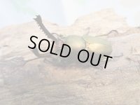 ☆新成虫no.3☆パプアキンイロクワガタ♂♀♀計3頭フリーサイズトリオ販売！！