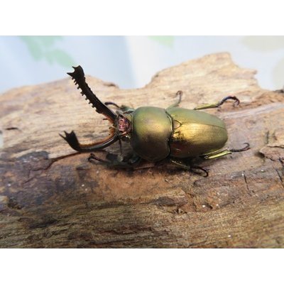 画像1: ☆新成虫no.3☆パプアキンイロクワガタ♂♀♀計3頭フリーサイズトリオ販売！！