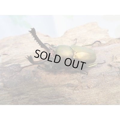 画像1: ☆新成虫no.3☆パプアキンイロクワガタ♂♀♀計3頭フリーサイズトリオ販売！！