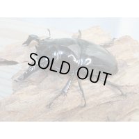 ☆新成虫☆タランドゥスオオツヤクワガタ♂75ミリ♀51ミリペア＋♀51ミリ計3頭トリオ販売！！