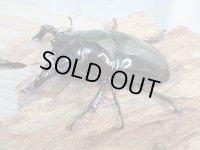 ☆新成虫☆タランドゥスオオツヤクワガタ♂75ミリ♀51ミリペア＋♀51ミリ計3頭トリオ販売！！