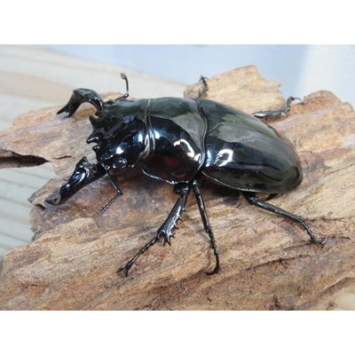 画像1: ☆新成虫☆タランドゥスオオツヤクワガタ♂75ミリ♀51ミリペア＋♀51ミリ計3頭トリオ販売！！