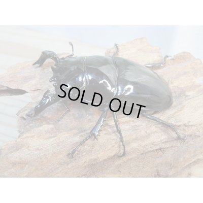 画像1: ☆新成虫☆タランドゥスオオツヤクワガタ♂75ミリ♀51ミリペア＋♀51ミリ計3頭トリオ販売！！