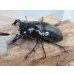画像1: ☆新成虫☆タランドゥスオオツヤクワガタ♂75ミリ♀51ミリペア＋♀51ミリ計3頭トリオ販売！！ (1)
