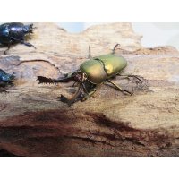 ☆新成虫no.2☆パプアキンイロクワガタ♂♀♀計3頭フリーサイズトリオ販売！！