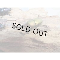 ☆新成虫no.2☆パプアキンイロクワガタ♂♀♀計3頭フリーサイズトリオ販売！！