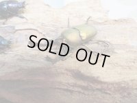 ☆新成虫no.2☆パプアキンイロクワガタ♂♀♀計3頭フリーサイズトリオ販売！！