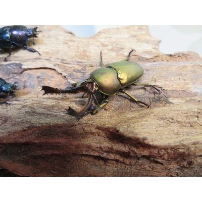 画像1: ☆新成虫no.2☆パプアキンイロクワガタ♂♀♀計3頭フリーサイズトリオ販売！！