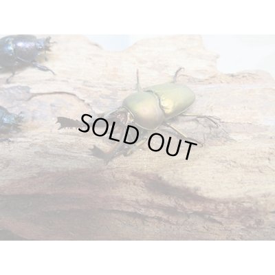 画像1: ☆新成虫no.2☆パプアキンイロクワガタ♂♀♀計3頭フリーサイズトリオ販売！！