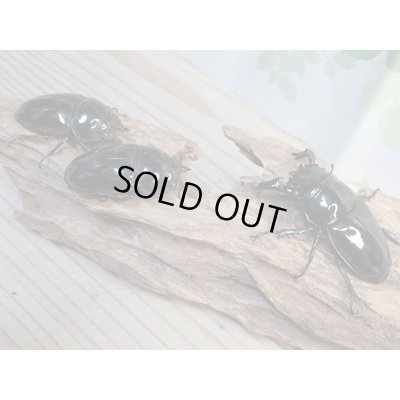 画像5: ☆新成虫☆タランドゥスオオツヤクワガタ♂75ミリ♀51ミリペア＋♀51ミリ計3頭トリオ販売！！
