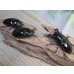 画像5: ☆新成虫☆タランドゥスオオツヤクワガタ♂75ミリ♀51ミリペア＋♀51ミリ計3頭トリオ販売！！ (5)