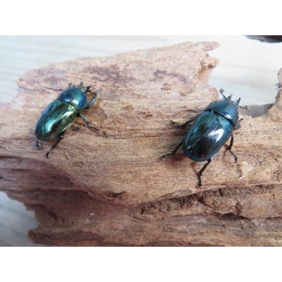 画像2: ☆新成虫no.3☆パプアキンイロクワガタ♂♀♀計3頭フリーサイズトリオ販売！！