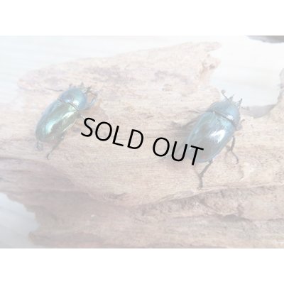 画像2: ☆新成虫no.3☆パプアキンイロクワガタ♂♀♀計3頭フリーサイズトリオ販売！！