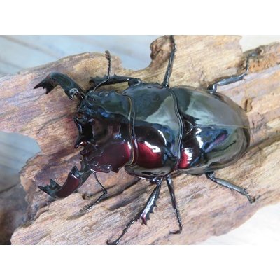 画像2: ☆新成虫☆タランドゥスオオツヤクワガタ♂75ミリ♀51ミリペア＋♀51ミリ計3頭トリオ販売！！