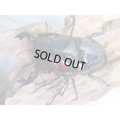 画像2: ☆新成虫☆タランドゥスオオツヤクワガタ♂75ミリ♀51ミリペア＋♀51ミリ計3頭トリオ販売！！