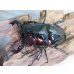 画像2: ☆新成虫☆タランドゥスオオツヤクワガタ♂75ミリ♀51ミリペア＋♀51ミリ計3頭トリオ販売！！ (2)