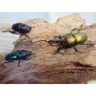 画像3: ☆新成虫no.2☆パプアキンイロクワガタ♂♀♀計3頭フリーサイズトリオ販売！！