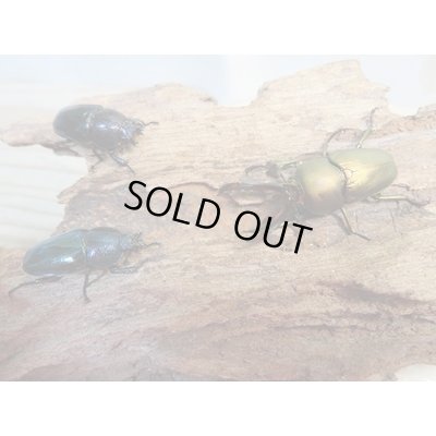 画像3: ☆新成虫no.2☆パプアキンイロクワガタ♂♀♀計3頭フリーサイズトリオ販売！！