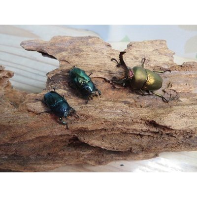画像3: ☆新成虫no.3☆パプアキンイロクワガタ♂♀♀計3頭フリーサイズトリオ販売！！