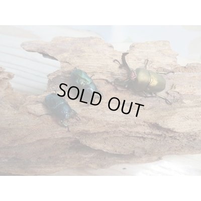 画像3: ☆新成虫no.3☆パプアキンイロクワガタ♂♀♀計3頭フリーサイズトリオ販売！！