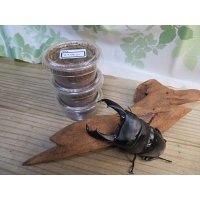 ☆WF1☆スラウェシオオヒラタクワガタ（セレベスオオヒラタ）初二令幼虫3頭セット販売販売！！