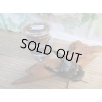 ☆WF1☆スラウェシオオヒラタクワガタ（セレベスオオヒラタ）初二令幼虫3頭セット販売販売！！