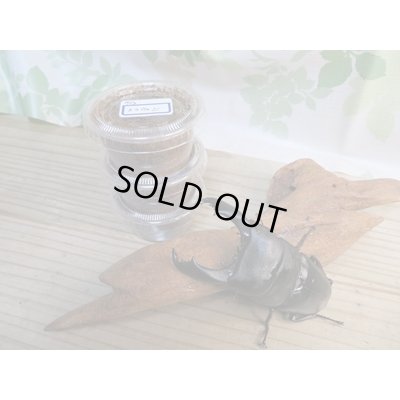 画像1: ☆WF1☆スラウェシオオヒラタクワガタ（セレベスオオヒラタ）初二令幼虫3頭セット販売販売！！