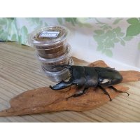 ☆アチェ産☆スマトラオオヒラタクワガタ初二令幼虫3頭セット販売！！