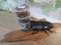 ☆アチェ産☆スマトラオオヒラタクワガタ初二令幼虫3頭セット販売!!