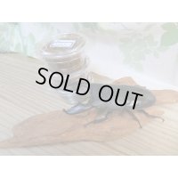 ☆アチェ産☆スマトラオオヒラタクワガタ初二令幼虫3頭セット販売！！