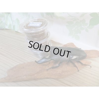 画像1: ☆アチェ産☆スマトラオオヒラタクワガタ初二令幼虫3頭セット販売！！