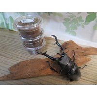 ギラファノコギリクワガタ（亜種ケイスケ）初二令幼虫3頭セット販売！！