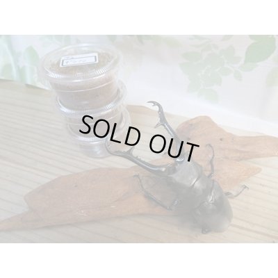 画像1: ギラファノコギリクワガタ（亜種ケイスケ）初二令幼虫3頭セット販売！！