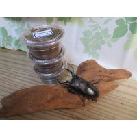 ☆WF4☆イキヒラタクワガタ初二令幼虫4頭セット販売！！