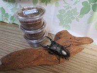 ☆WF4☆イキヒラタクワガタ初二令幼虫4頭セット販売!!